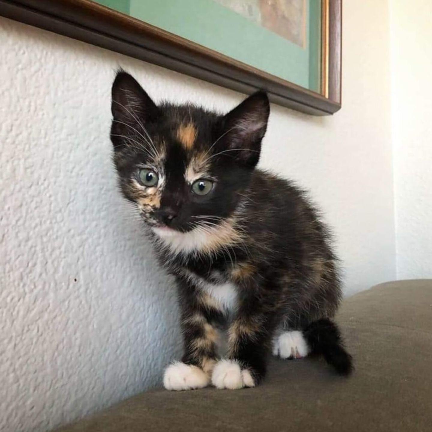Adopt a Pet | Sprinkles